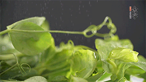 豌豆尖洗凈，切斷備用。