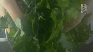 【面皮】1.鍋中水開時(shí)，放挑揀好的艾草和一撮小蘇打，第一遍煮開后倒掉，重新加水大火煮開后，小火煮1小時(shí)。煮爛的艾草用紗布瀝干。